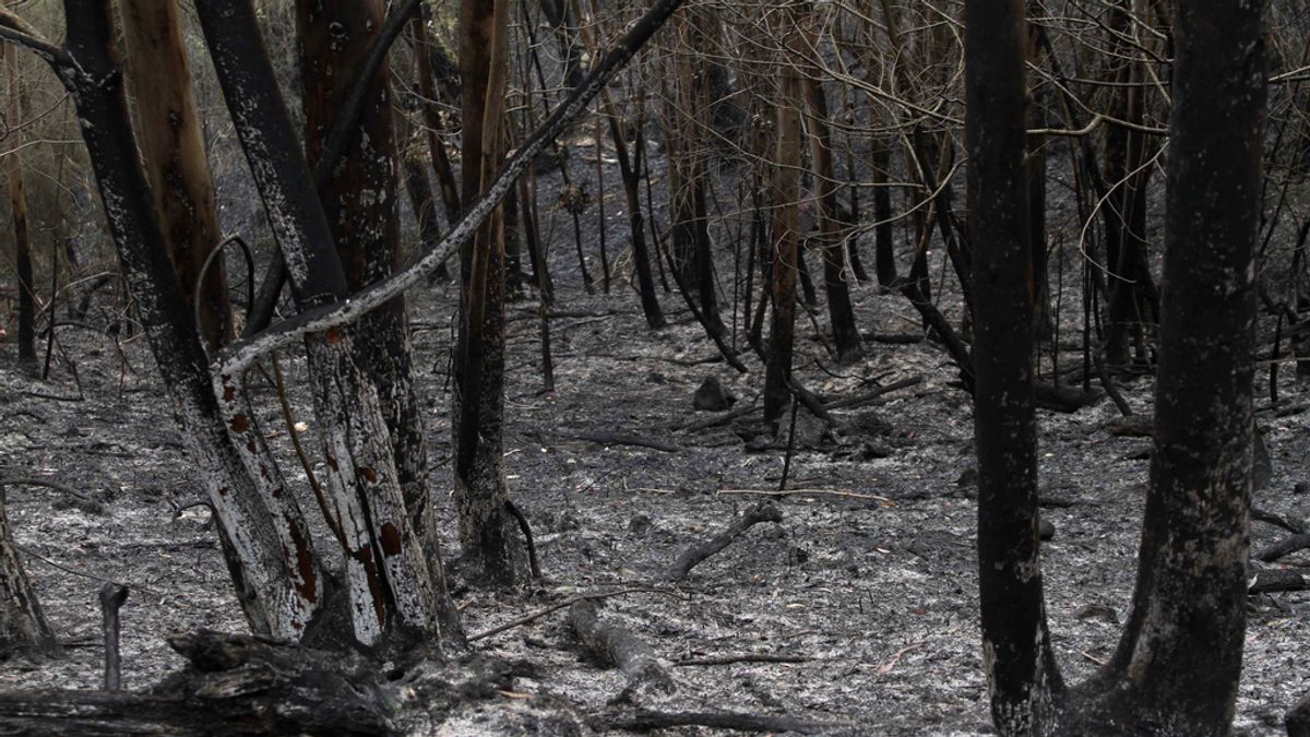 Incendio en Fraga do Eume