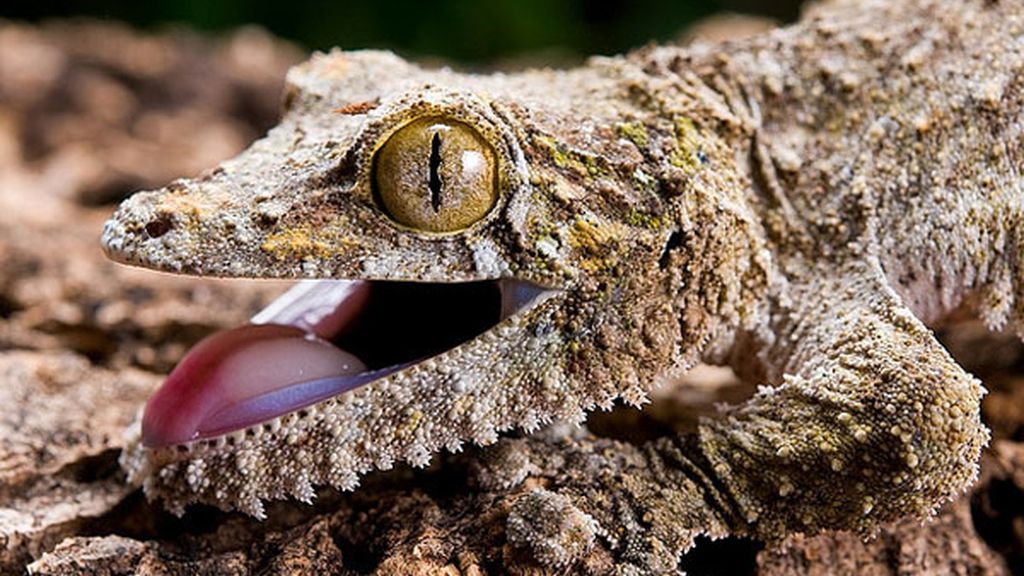 Uroplatus Geckos