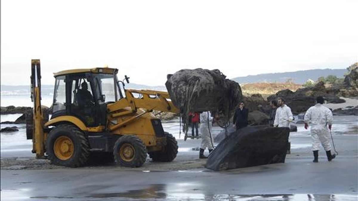 Con el empleo de una pequeña máquina excavadora y la ayuda de personal de la Coordinadora para el Estudio de los Mamíferos Marinos, se retiró hoy el cuerpo de un cachalote que había varado en abril en la playa de "A Coviña. EFE