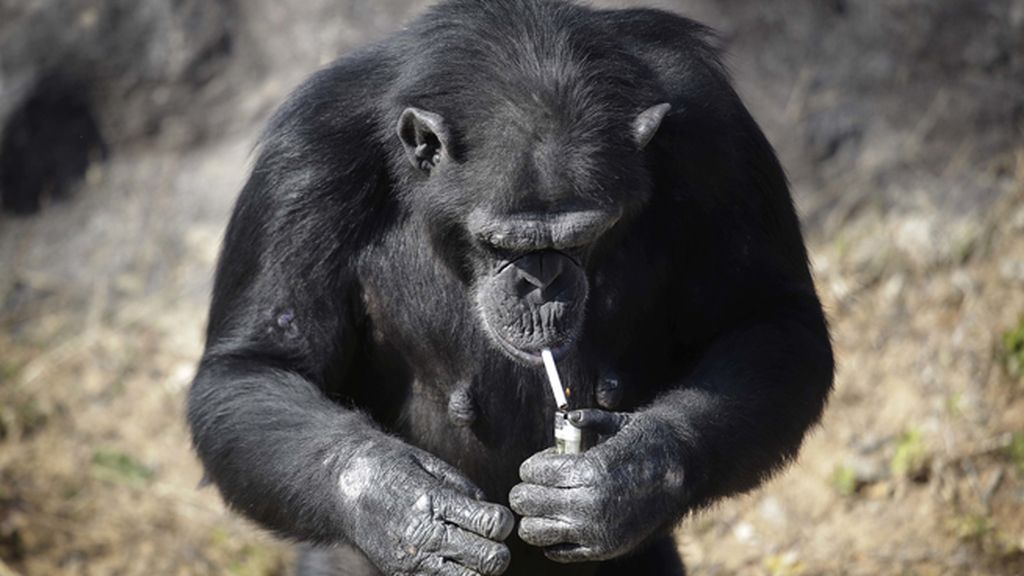 Azalea, el chimpancé del zoo de Corea del Norte que fuma un paquete al día