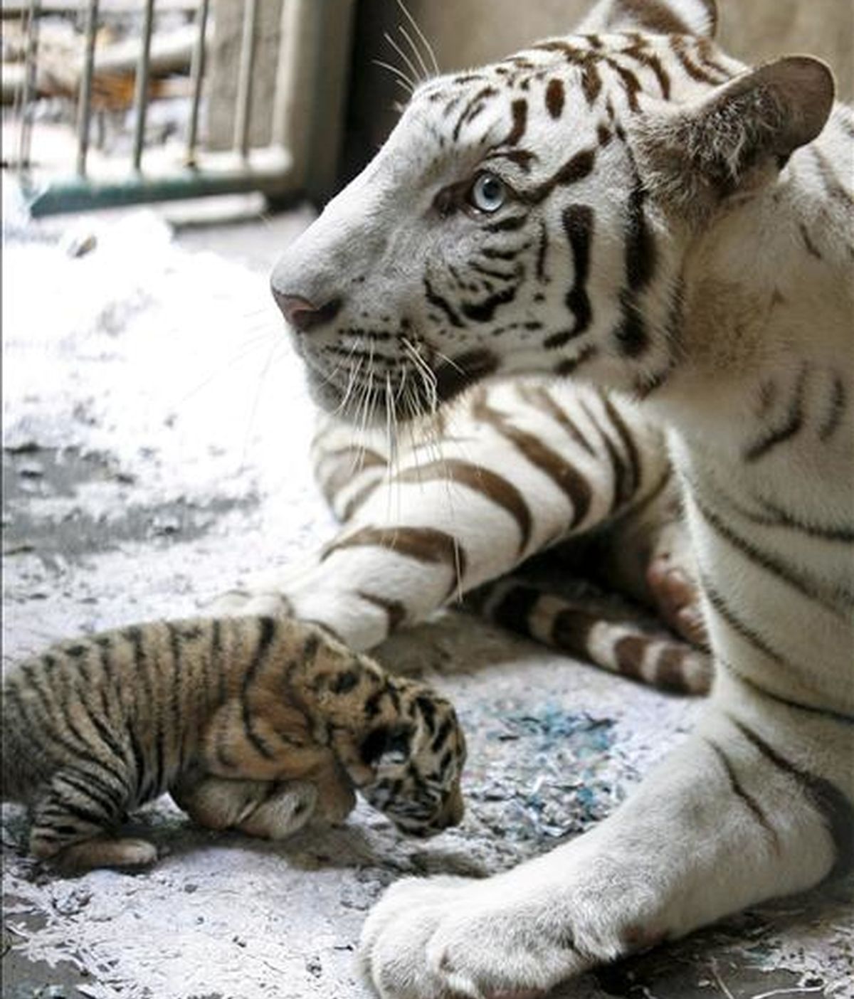 Una tigresa de Bengala reposa junto a su cachorro. EFE/Archivo