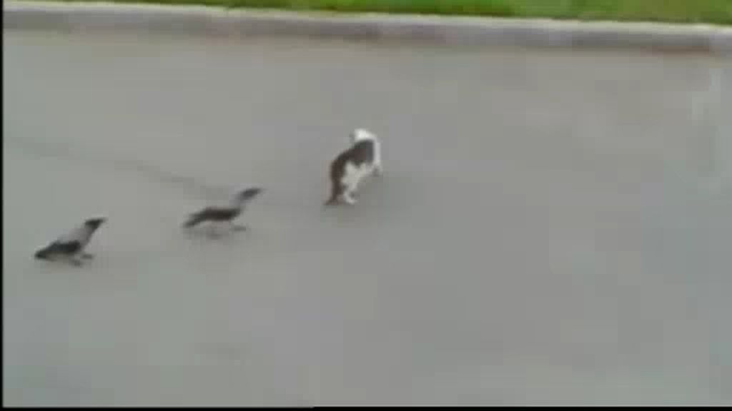 Los pájaros que pelean con gatos