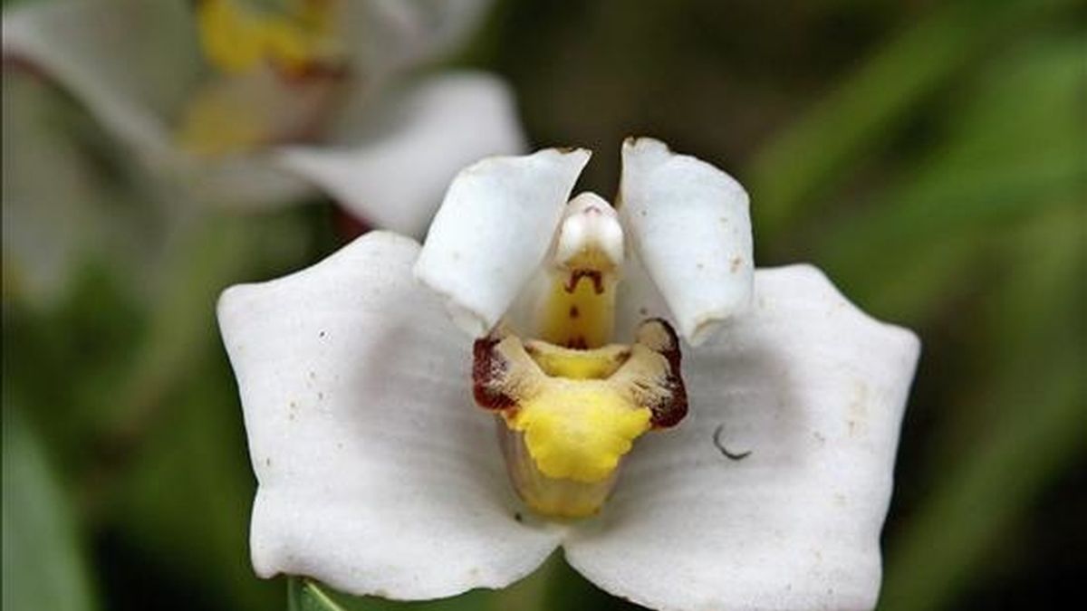 El Centro Cultural Itchimbía de Quito (Ecuador) abrió sus puertas a la "Expo Universal de Orquídeas", donde hasta el próximo 8 de febrero estarán expuestas más de setecientas especies nativas de orquídeas ecuatorianas. EFE