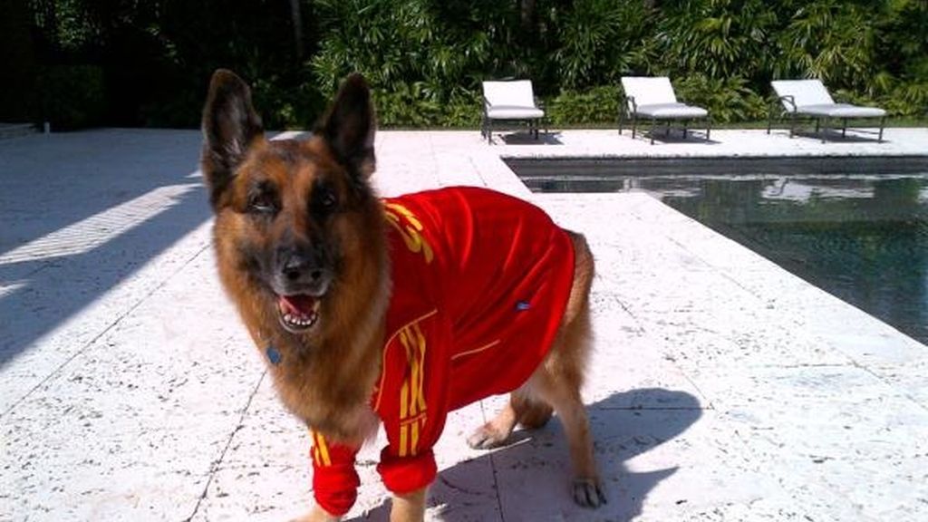 El perro de Enrique Iglesias