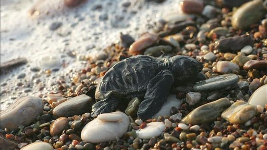 Una cría de tortuga boba (Caretta caretta) en una playa del golfo de Kyparissia (Grecia). EFE/Archivo Una cría de tortuga boba (Caretta caretta) en una playa del golfo de Kyparissia (Grecia). EFE/Archivo
