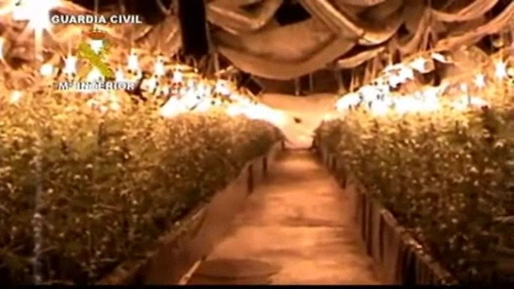9.000 plantas de marihuana