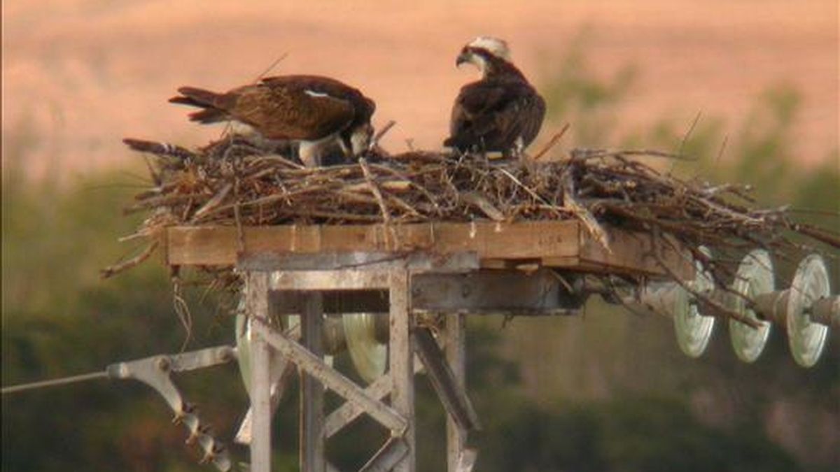 Imagen de la pareja de águila pescadora que se ha reproducido hace unos días en el Paraje Natural de Marismas del Odiel (Huelva), lo que ha confirmado la reintroducción de esta especie en la Península Ibérica de donde se extinguió hace más de medio siglo, gracias a un programa de reintroducción desarrollado durante la última década por la Estación Biológica de Doñana (CSIC) y la Junta de Andalucía. EFE