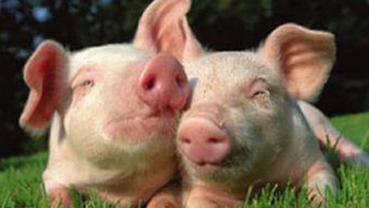 Los cerdos pueden experimentar emociones complejas como optimismo y pesimismo. Lo dice un estudio científico realizado en Reino Unido.