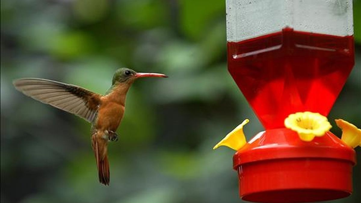 En la imagen, un colibrí criado en cautiverio. Científicos hondureños y estadounidenses confirmaron la existencia en el occidente de Honduras de una nueva población del colibrí Esmeralda. EFE/Archivo