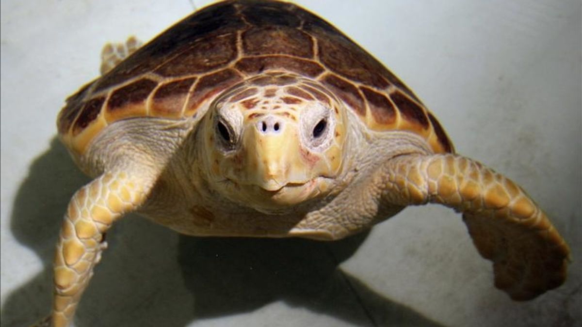 El Oceanogràfic de la Ciudad de las Artes y las Ciencias presentó los primeros resultados de un programa pionero para la estimulación ovárica en tortugas en peligro de extinción. EFE