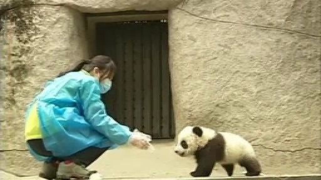 Familia panda en un zoo de China