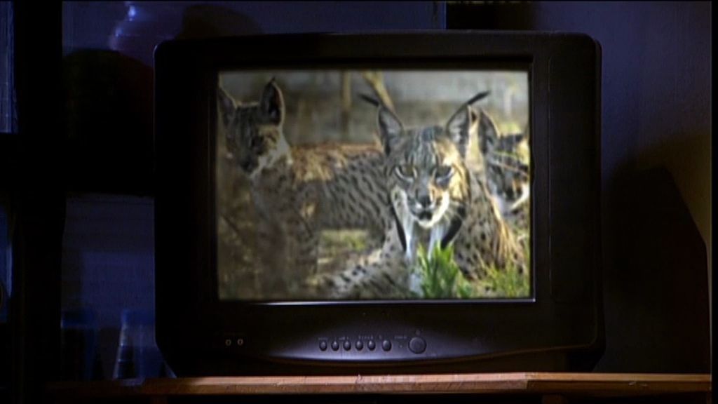 Tía y sobrino creían haber cazado un "tigre canijo"