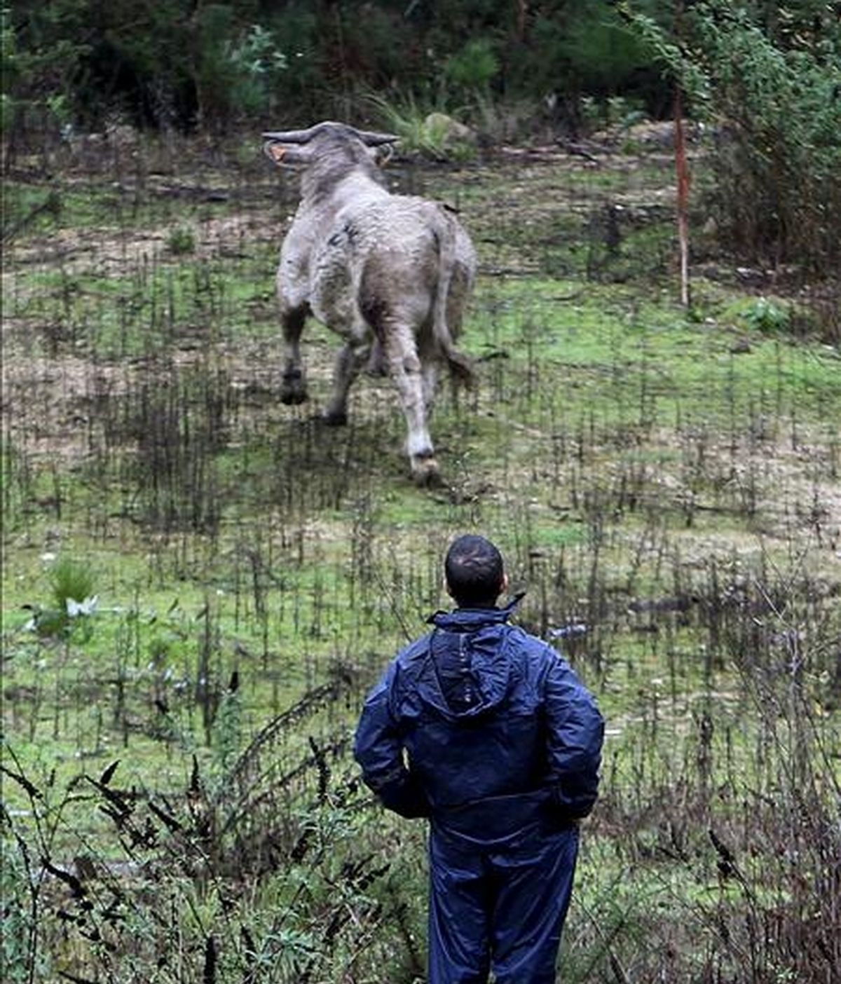 Un operario municipal observa el toro de más de 400 kilogramos de peso después de que ayer se escapase de un matadero de O Porriño (Pontevedra). EFE/Archivo