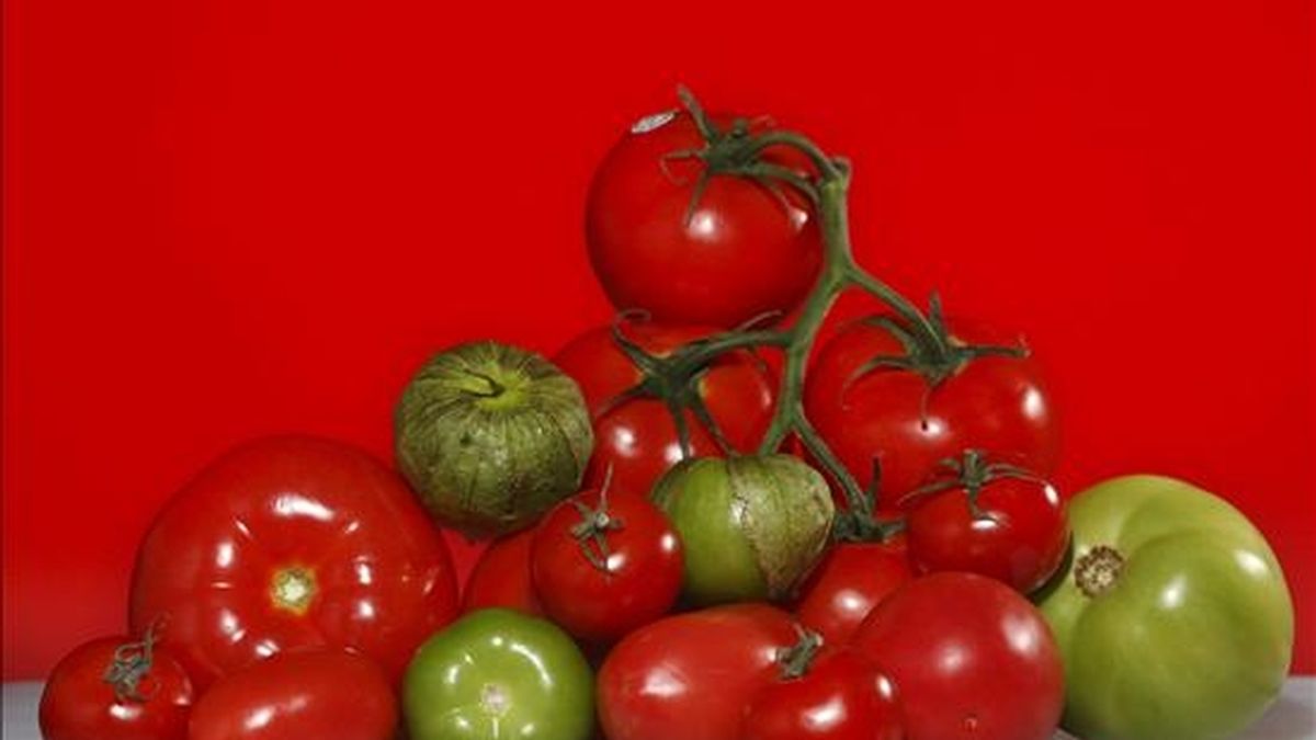 Diferentes variedades de tomates. EFE/Archivo