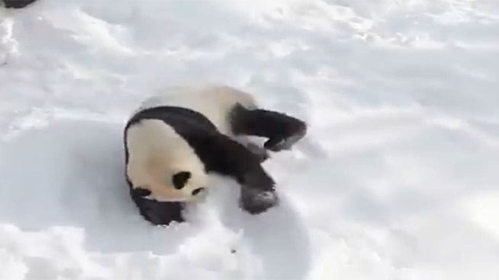 Aprende a divertirte en la nieve como un panda