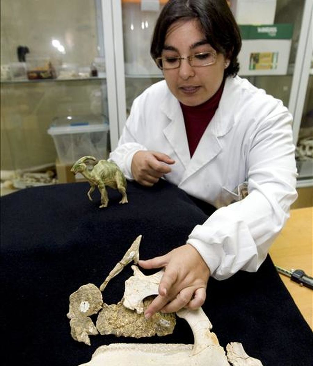 Penélope Cruzado, paleontóloga del grupo de investigación Aragosaurus-IUCA de la Universidad de Zaragoza muestra los fósiles de la cabeza de un dinosario que científicos de Zaragoza, Asturias y el País Vasco han descubierto en la localidad de Arén (Huesca). Se trata de una especie de dinosaurio perteneciente al grupo de los hadrosáuridos (picos de pato), que se creía que nunca había existido en Europa. EFE