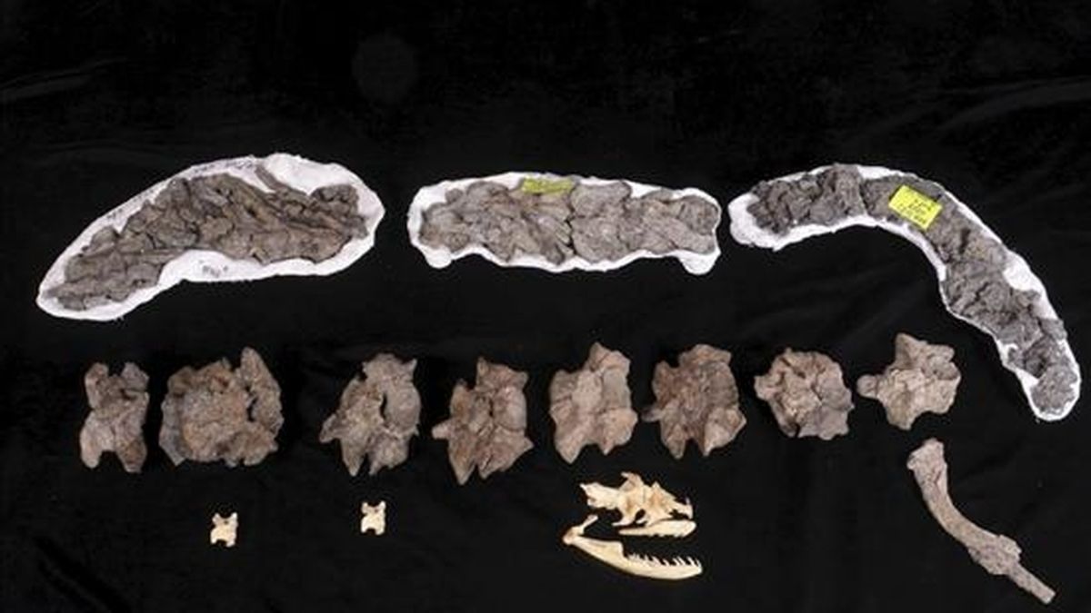 Vértebras y costillas de la "Titanoboa Cerrejonensis", la serpiente gigante  descubierta en el norte de Colombia que vivió hace 60 millones de años. EFE