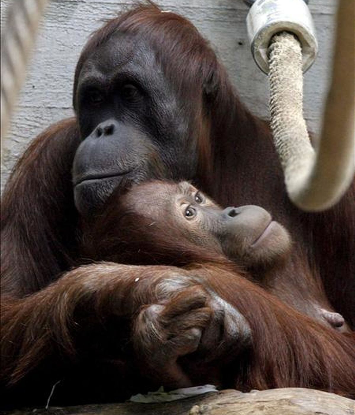 Después de seleccionar 63, determinaron que los seres humanos compartían 28 rasgos únicos con los orangutanes, pero sólo dos con los chimpancés y siete con los gorilas. EFE/Archivo