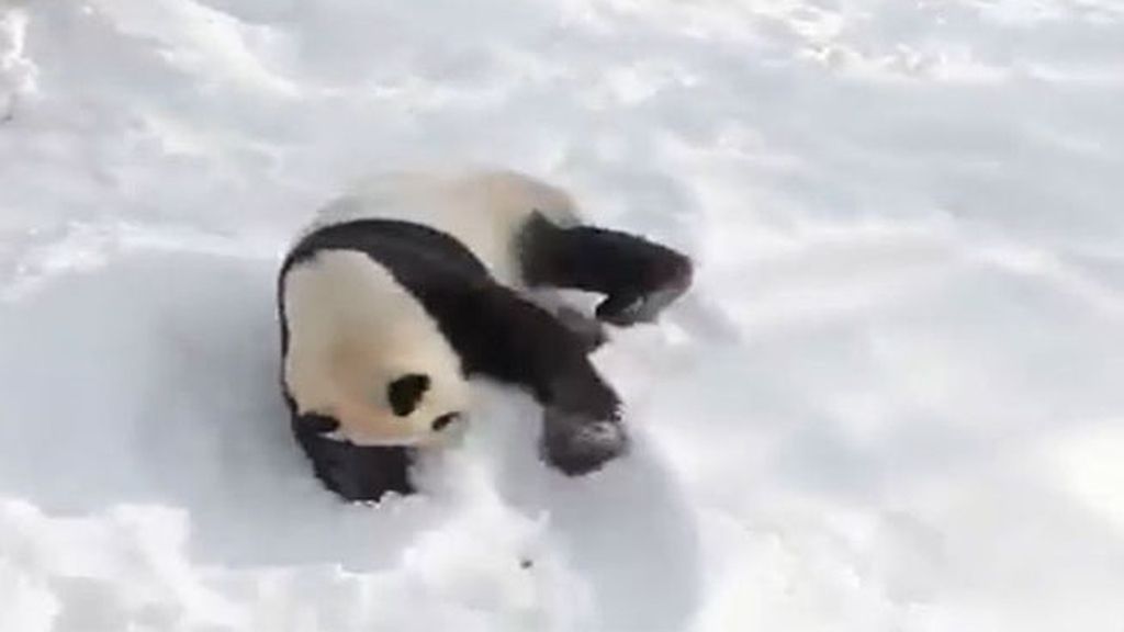 Aprende a divertirte en la nieve como un oso panda