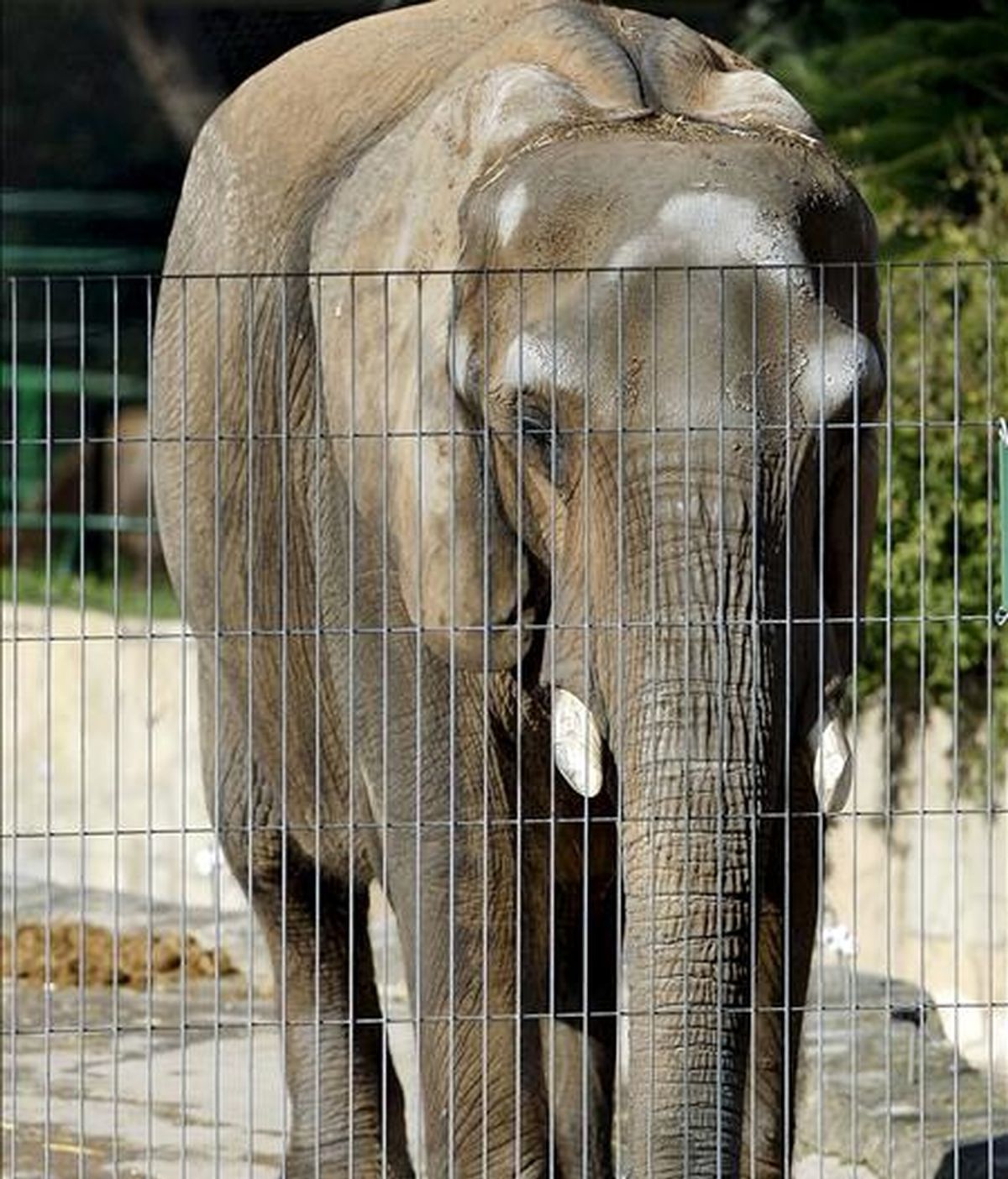 En la imagen, la elefanta Susi, del zoo de Barcelona. EFE/Archivo