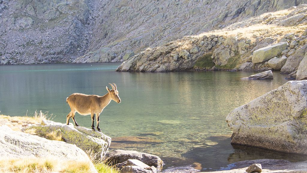 GREDOS