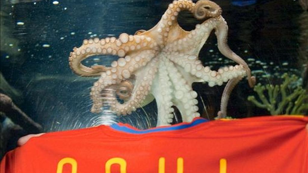 El famoso pulpo Paul, oráculo de los resultados del Mundial de fútbol de Sudáfrica 2010, nada sobre una camiseta de la equipación de España que lleva su nombre, en el centro marino Sea Life de Oberhausen (Alemania). EFE/Archivo El famoso pulpo Paul, oráculo de los resultados del Mundial de fútbol de Sudáfrica 2010, nada sobre una camiseta de la equipación de España que lleva su nombre, en el centro marino Sea Life de Oberhausen (Alemania). EFE/Archivo