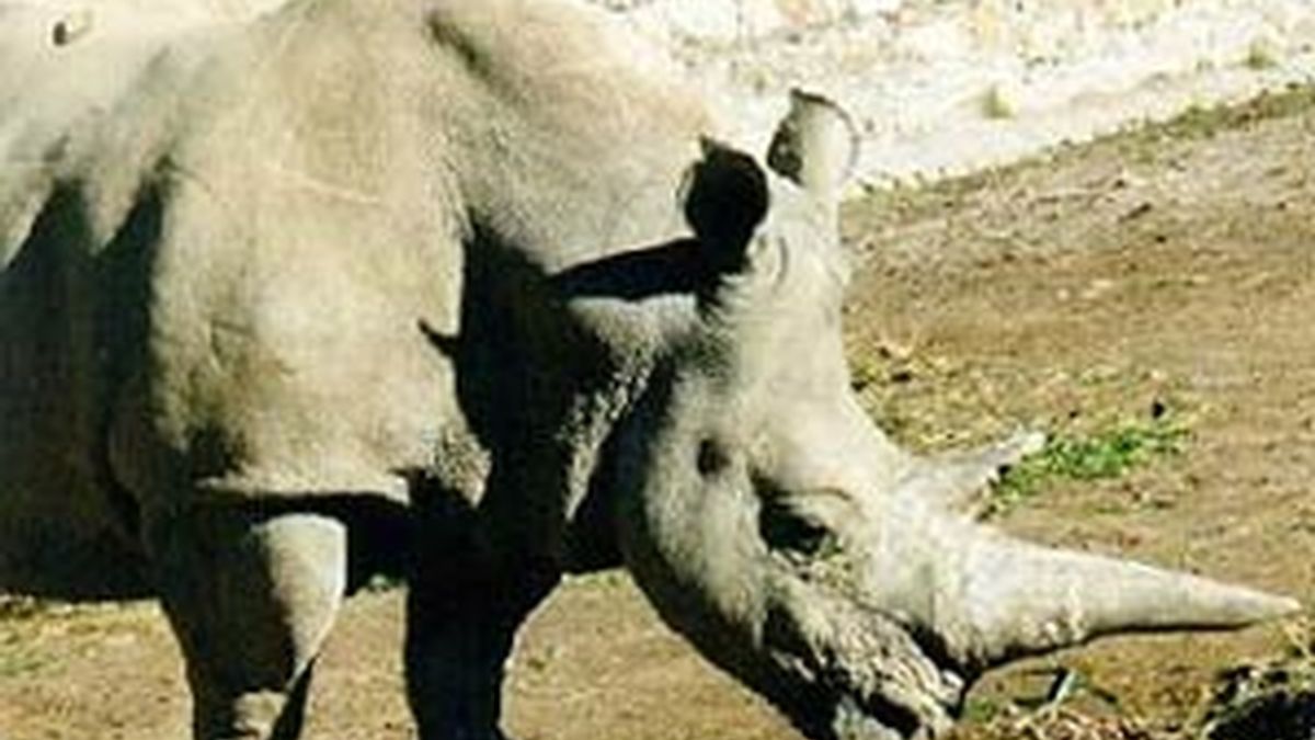 Los rinocerontes blancos son cazados para hacerse con el cuerno.