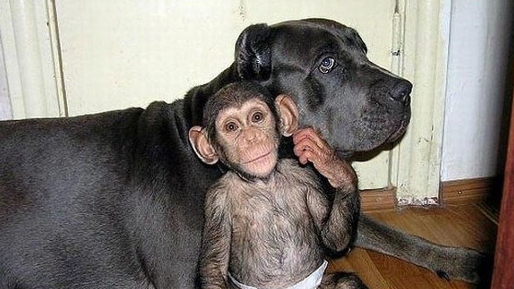 Un chimpancé bebé adoptado por una familia de perros