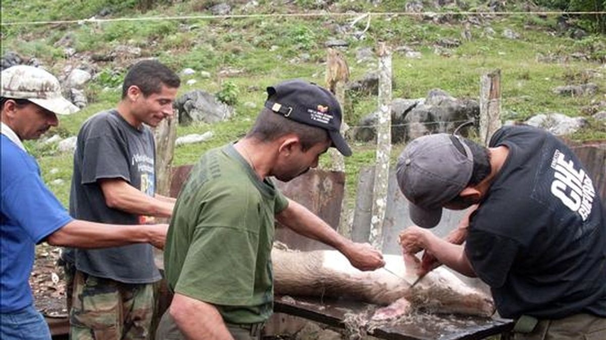 Fotografía disponible en la que se observa a los guerrilleros de las FARC alias "Jaime Canaguaro" (2 d) y alias "Ciro Rayo" (d) mientras preparan un cerdo en el centro de instrucción de Jesús Santrich, en la vereda de Sorotaima (Venezuela). EFE