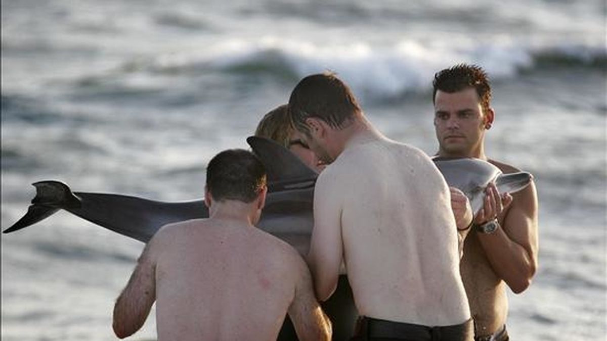 Unos bañistas recogen a un delfín varado en una playa de Almería. EFE/Archivo