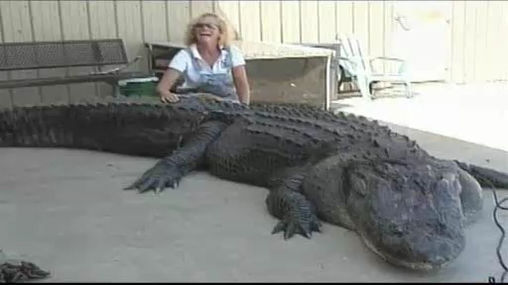 Captura un cocodrilo de 4 metros