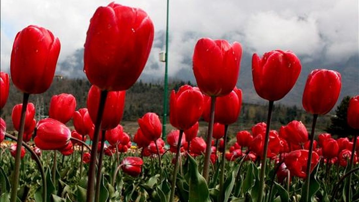 Tulipanes florecen en un jardín. EFE/Archivo