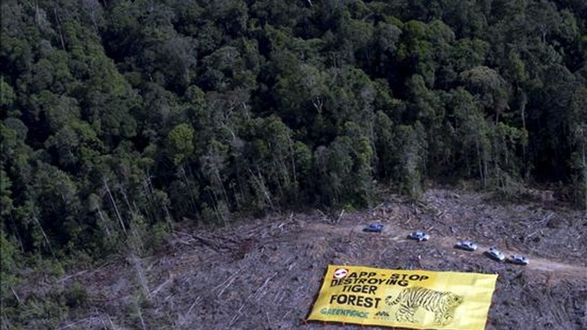 Foto facilitada por el grupo ecologista Greenpeace que muestra una enorme pancarta que desplegaron varios activistas del colectivo con el mensaje "APP, deja de destruir las selvas del tigre", junto a las instalaciones de una subsidiaria de la empresa en el parque nacional Bukit Tigapuluh, en la isla de Sumatra (Indonesia). EFE/Greenpeace
