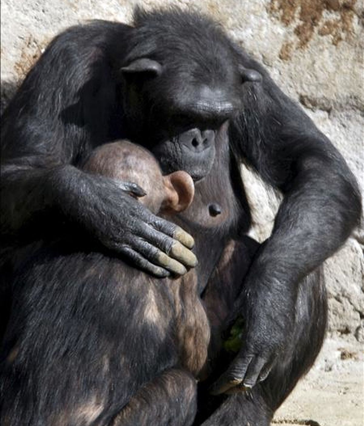 Chimpancés en el Zoo de Barcelona. EFE