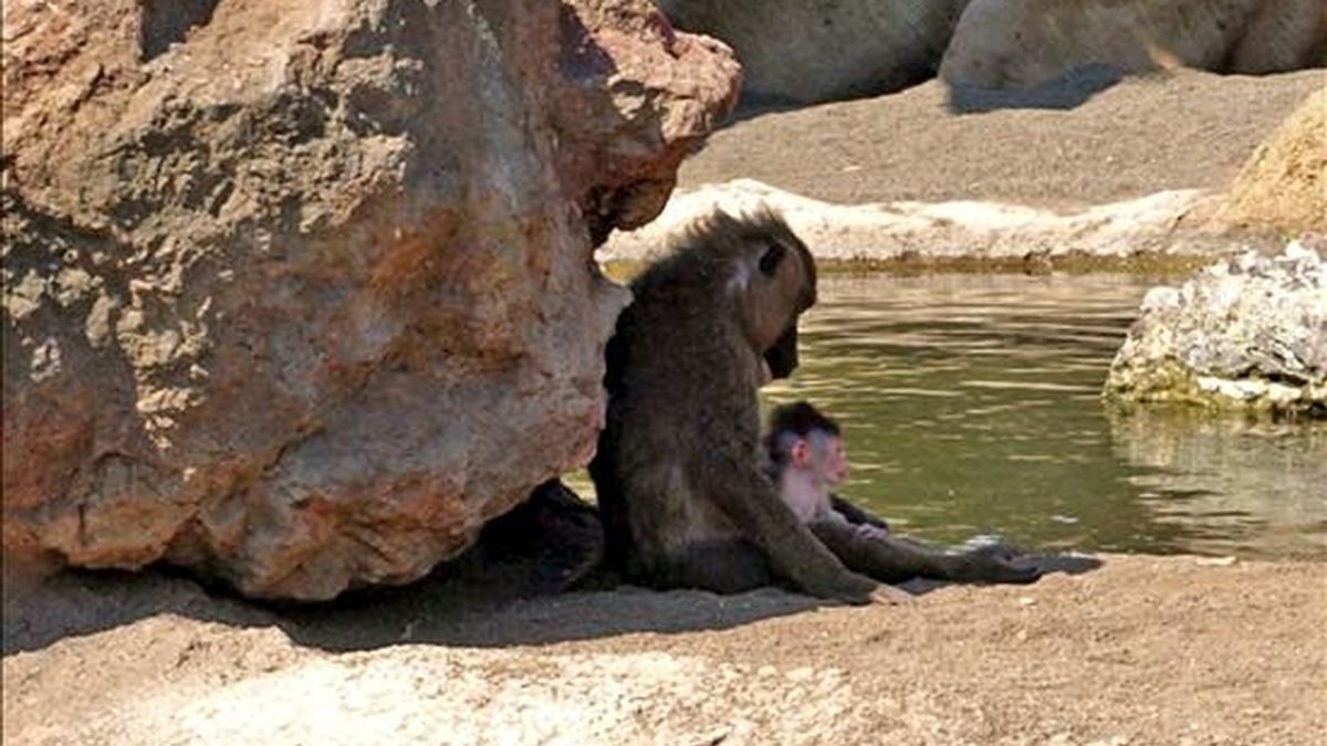 Una cría de dril, un primate africano cuya población es una de las más amenazadas del mundo y que nació el pasado 14 de junio, descansa junto a su madre en el recinto del zoológico Bioparc de Valencia. EFE