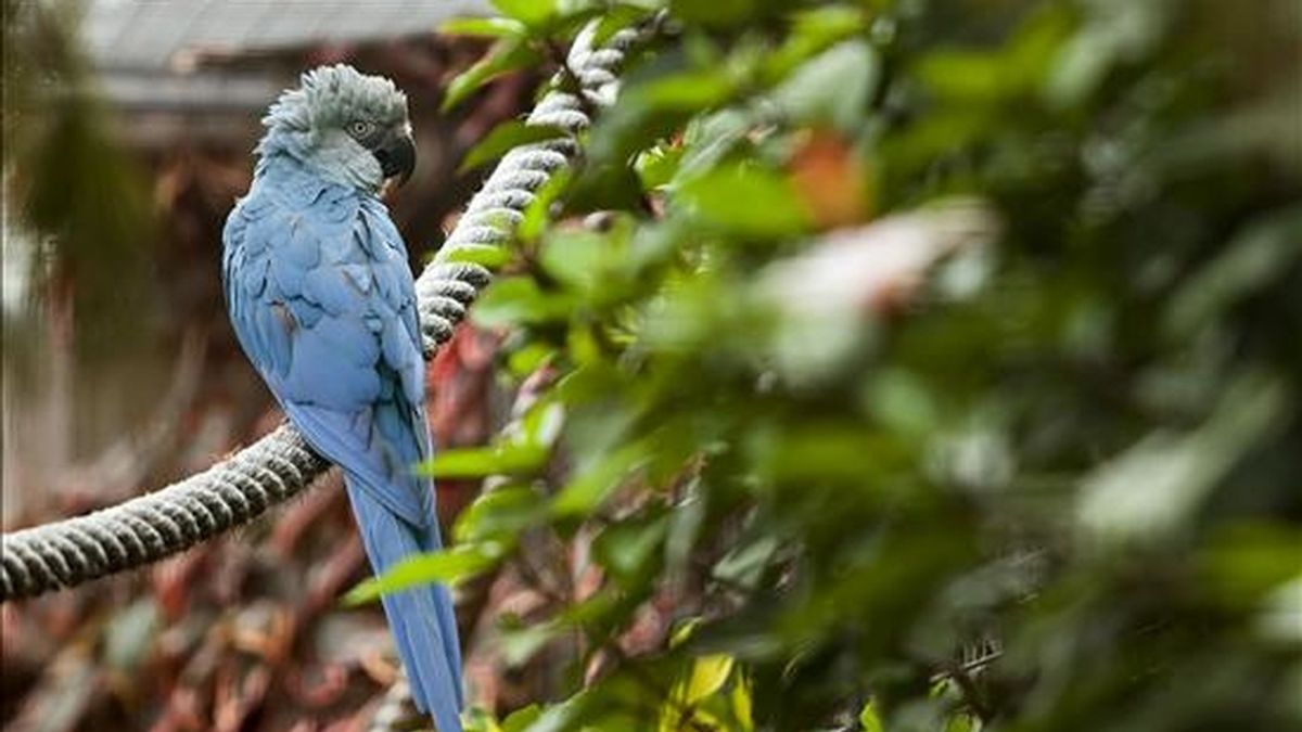 Un pichón de brillante plumaje azul que aprende tímidamente a comer es el quinto guacamayo de Spix que nace en Loro Parque Fundación, una victoria ambiental para esta ave extinguida en su lugar de origen, la selva brasileña de la Caatinga, y de la que sólo hay 73 ejemplares en el mundo. EFE