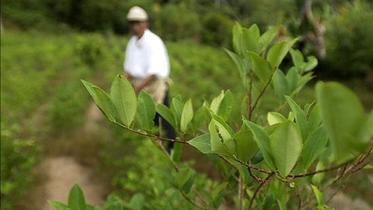 El cultivo de hoja de coca es legal en determinados territorios de Bolivia, donde tiene usos terapéuticos y ancestrales. EFE/Archivo