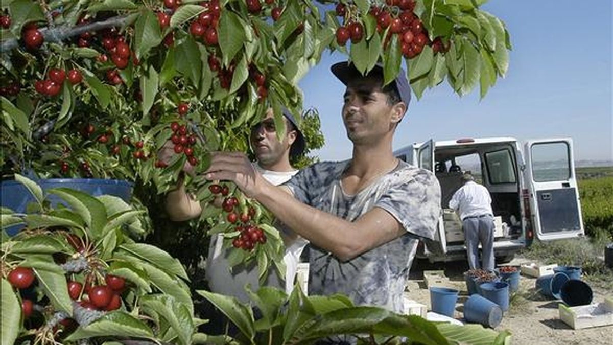 Dos trabajadores marroquíes recogen cerezas en una explotación agrícola de Seros (Lleida). EFE/Archivo