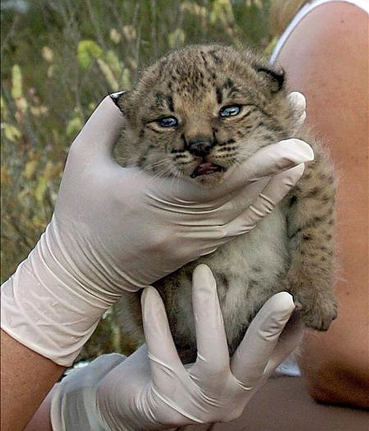 Un cachorro de lince ibérico. EFE/Archivo