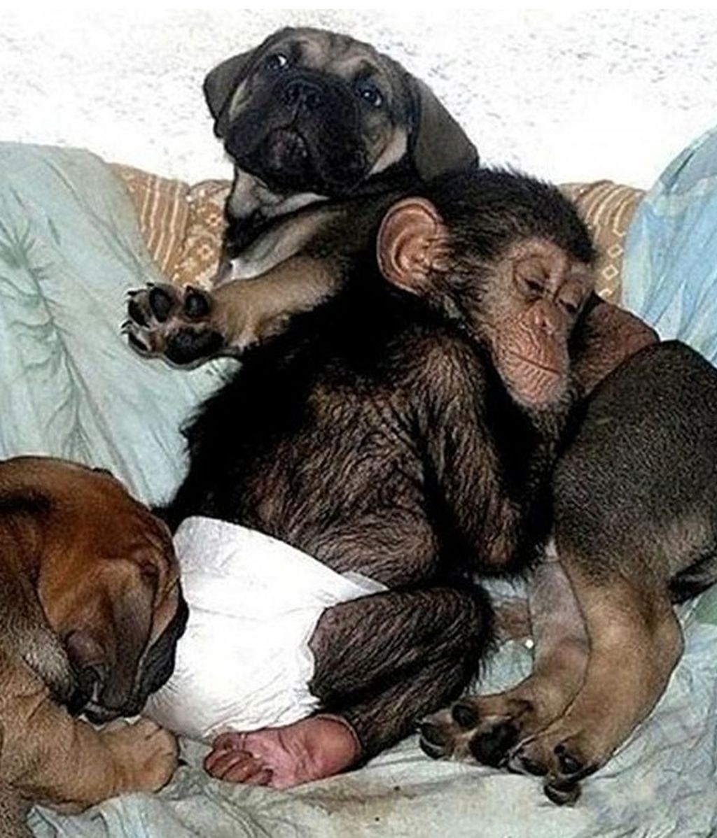 Un chimpancé bebé adoptado por una familia de perros