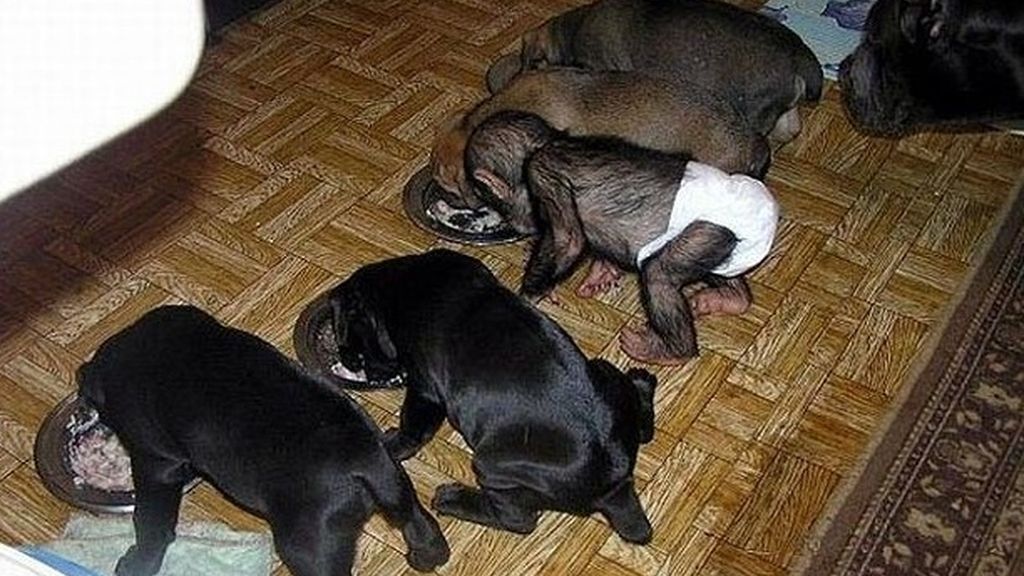 Un chimpancé bebé adoptado por una familia de perros