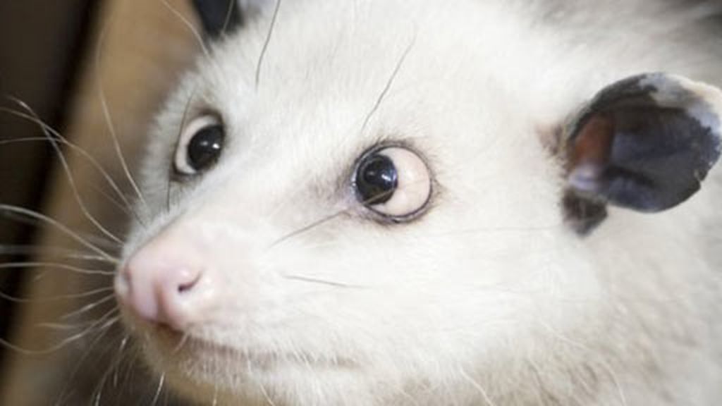 Sacrifican a la zarigüeya bizca