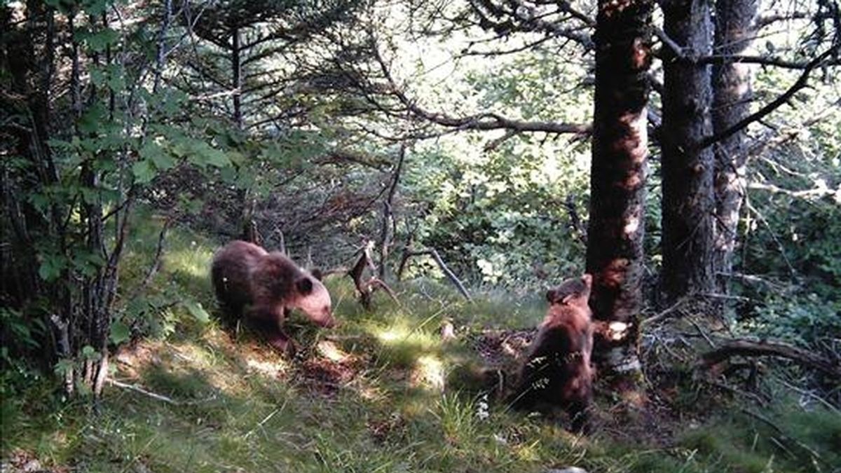 Unas imágenes tomadas por el sistema automático de fotografía del Departamento de Medio Ambiente de la Generalitat en la Vall d'Àneu (Lleida) han confirmado que una hembra de oso negro ha tenido dos crías, que se sumarían a los otros dos cachorros y su madre avistados hace unas semanas en la Val d'Aran. EFE