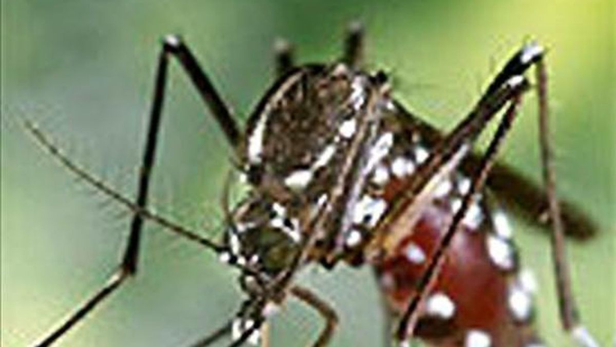 Imagen de un mosquito tigre. EFE/Archivo