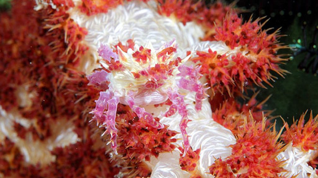 Cangrejo de caparazón suave