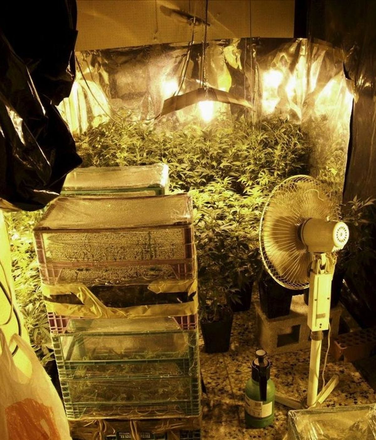 Agentes de la Ertzaintza encontraron una plantación de marihuana en un piso de Ermua al que acudieron para auxiliar a una comisión judicial que iba a proceder a desahuciar al joven que residía en la vivienda. EFE/Archivo