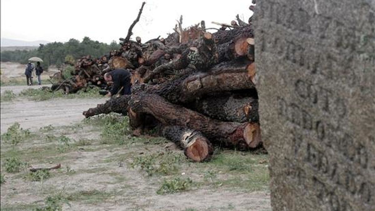 Cientos de troncos de pinos centenarios cortados y apilados en octubre de 2006 en el lugar elegido para llevar a cabo una macrourbanización en Villanueva de Gómez (Ávila). EFE