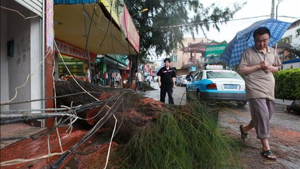 Un hombre camina al lado de un árbol caído hoy, 20 de septiembre de 2010, después de un tifon en Xiamen (China). El fenómeno Fanapi, el más poderoso en lo que va del año, aterrizó en la región este lunes, forzando a las escuelas a cerrar y a las aerolíneas a cancelar los vuelos. EFE