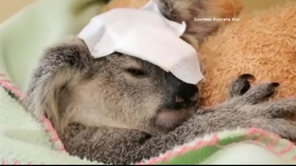 Bebé koala, acribillado