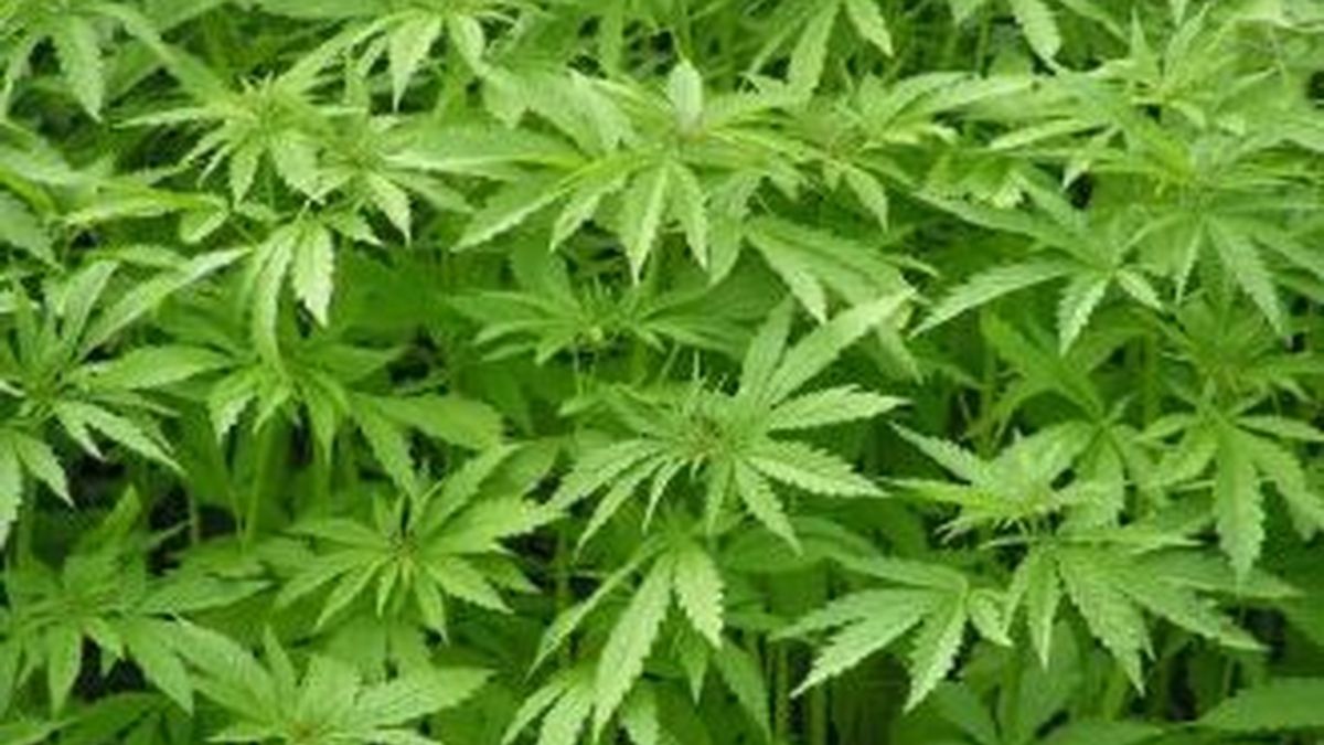 La producción nacional de marihuana tiene un valor de unos 35.800 millones de dólares, esto es más que las cosechas combinadas de maíz y trigo, según Drugscience.org.